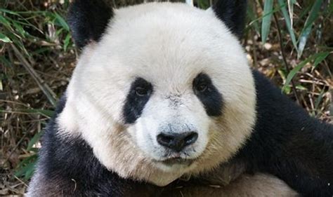 Saving The Pandas Is Worth Every Cent Asian Scientist Magazine