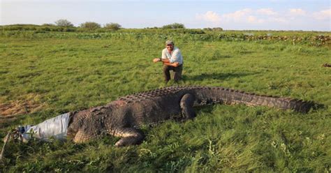 Is This The Biggest Crocodile In History Man Stuns The Internet With