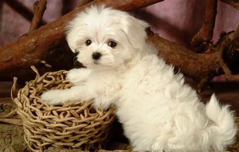 10 Amazing Things About Maltese Dogs Maltese Facts