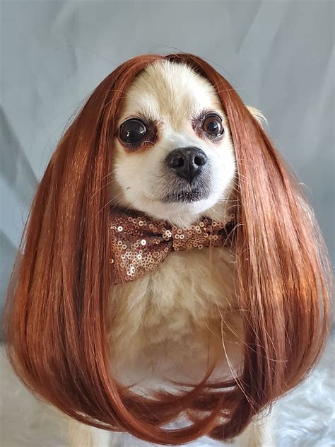 Dog Wearing Wigs Ubicaciondepersonascdmxgobmx