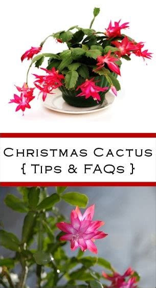 Christmas cacti bloom just in time for the holidays (hence their name), and they're pretty stunning too. Getting The Best From Your Christmas Cactus