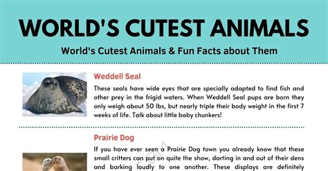 Cute Animals 7 Cutest Animals In The World And Fun Facts About Them