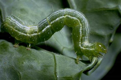 White potato, the common potato, solanum tuberosum (family solanaceae), is the most important. Cabbage Looper | Vegetable Resources