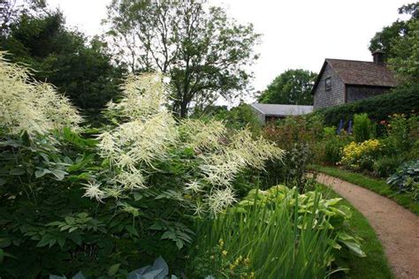 All You Need To Know About Goats Beard Expert Guide Updated May