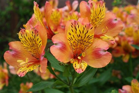 In fact, can you bring the bill, please? Everything you need to know about the alstroemeria - Cade ...