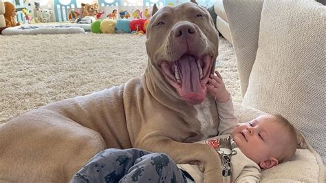 Baby With Huge Pit Bulls Look How Its Dangerous Youtube