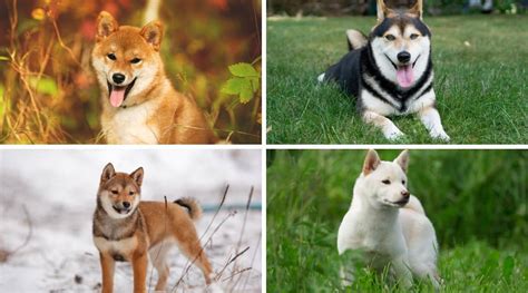 Shiba Inu Colors 7 Standard And Non Standard Love Your Dog