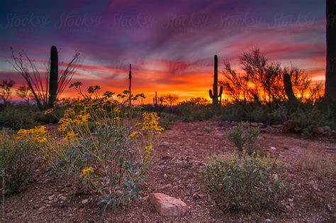 Colorful Desert Sunset With Yellow Wildflowers By Stocksy Contributor