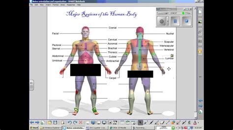 Regions Of The Body Anatomy Youtube