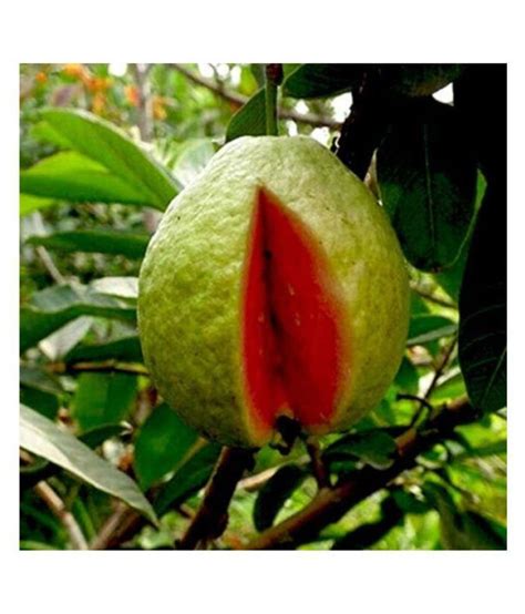 Rare Red Psidium Guajava Guava Fruit Seeds Pack Of 100 Buy Rare Red Psidium Guajava Guava