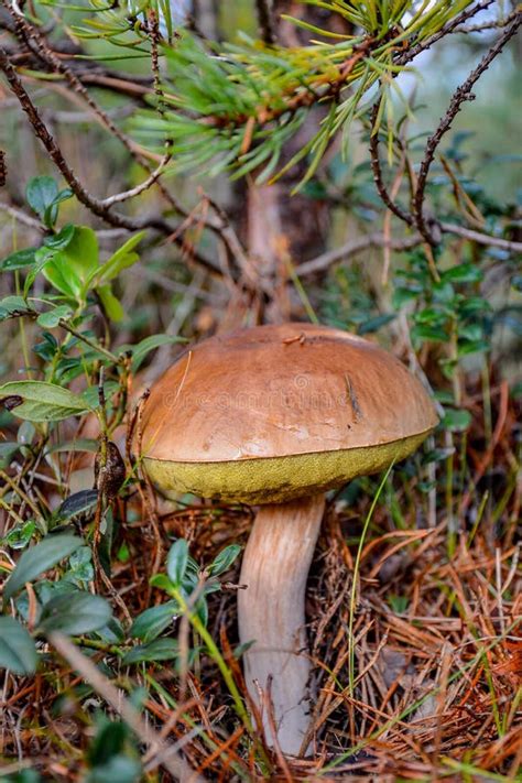 Mushrooms In The Coniferous Forest Edible Mushrooms For Cooking Stock