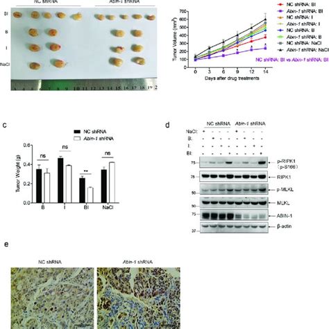 Abin 1 Deficiency Augments Necroptosis In Colorectal Cancer Cells