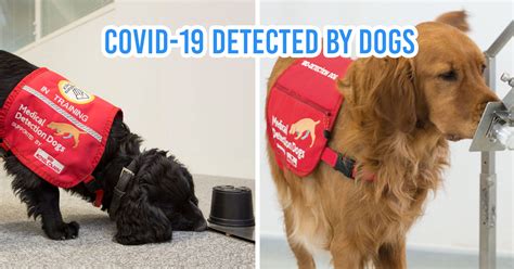 Medical Detection Dogs Being Trained To Sniff Out Covid 19 In The Uk