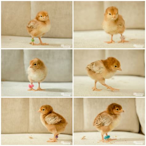 How To Tell Baby Chicks Apart Artofit