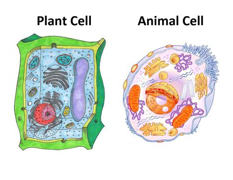 Organelles allow for various functions to occur in the cell at the same time. An Interview with a Cell - Cell Organelles Functions ...