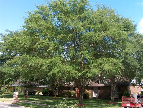 Winged Elm — Houston Area Urban Forestry Council