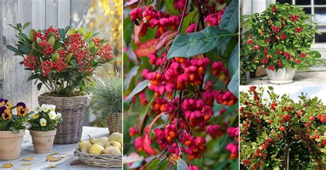 26 beautiful shrubs and bushes with red berries
