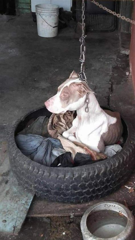 Dog Chained To Post Can T Even Rest Head Then Animal Hero Decides