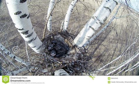 Common Raven Corvus Corax Nest Stock Image Image Of Childhood
