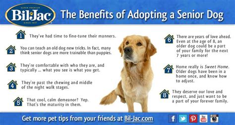 There Are So Many Great Benefits To Adopting Senior Dog Here Are Just