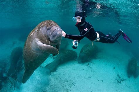 Floridas Friendly Manatees Photographed By Alexander Mustard