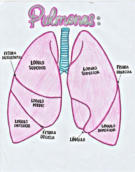 Pulmones Artofit