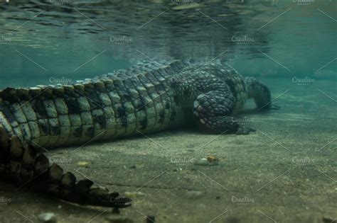 Crocodile Underwater View High Quality Animal Stock Photos Creative