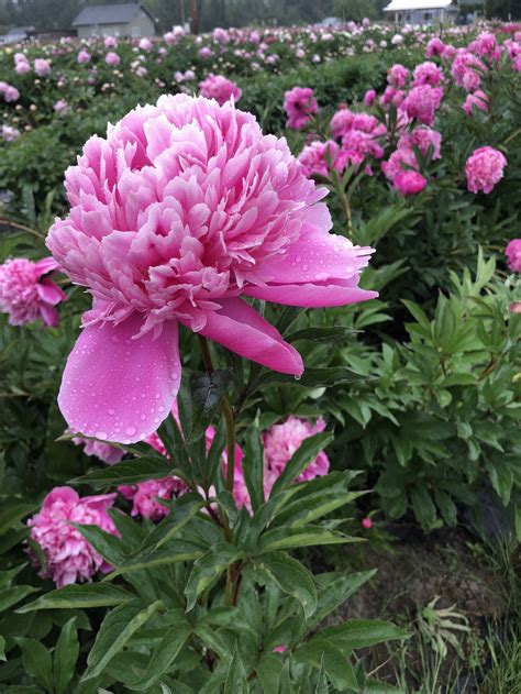 Trip To The Peony Farm Peony Farm Peonies Growing Peonies