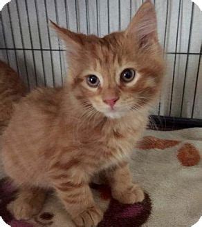 You could meet your new best friend at one of our pet adoption centers! Westampton, NJ - Domestic Longhair. Meet Petvalu Kittens ...