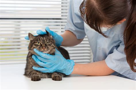 When Should You Spay Or Neuter Your Pet Ofallon Veterinary Medical