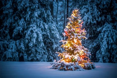 Snow Covered Christmas Tree Free Wallpaper Download Download Free