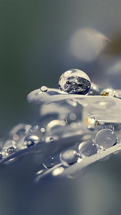 Pure Crystal Dew Petal Droplet Macro Iphone 6 Wallpaper Download