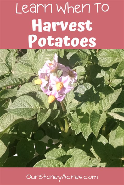 Jan 06, 2021 · one of the best indicators to tell when potatoes are ready to harvest is the condition of the vines. When to Harvest Potatoes - Our Stoney Acres | When to ...