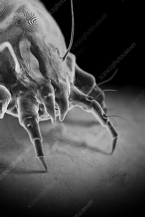 Dust Mite Artwork Stock Image C0201630 Science Photo Library