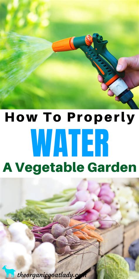 Watering Your Vegetable Garden For Healthy Plants The Organic Goat