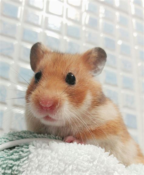 Sooooo Cute Funny Hamsters Pet Mice Cute Hamsters