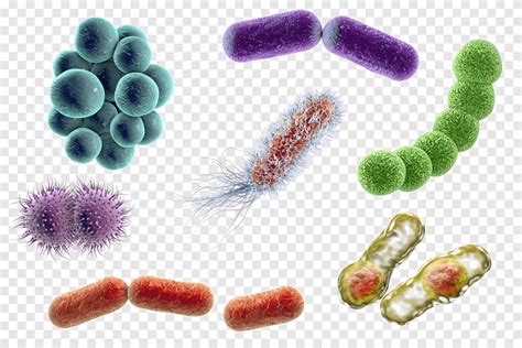 Bacteria Microorganismo Coccus E Coli Microscopio Técnica