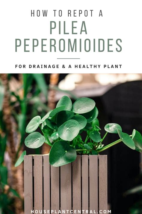 This is called root pruning. Repotting Pilea peperomioides | How to repot a Chinese money plant | Houseplant Central in 2020 ...