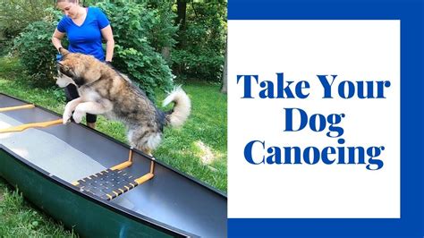 Teach Your Dog To Love Your Canoe Or Kayak Youtube