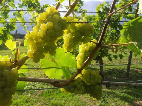 Warden Abbey Vineyard Wellbeing Project Greensand Country