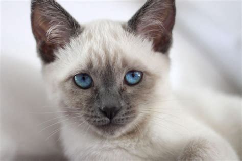 But i love all oriental cats and burmese, tonkinese, birman, himalayan, havana brown, russian blue, bombay,ragdoll etc.❤ by brenda terrell. Cats & Dogs - Page 108 - O2 Community