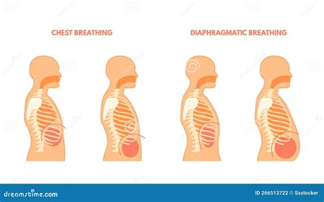 Diaphragmatic Breathing Pulmonary Exercises Chest And Abdominal Breath