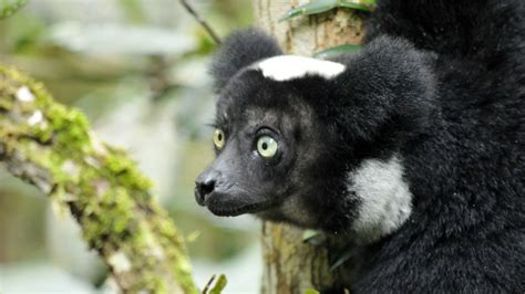 Madagaskar Lemur Adası Efsanesi National Geographic Bu