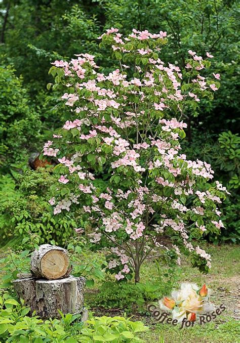 Be ready to see a variety of wildlife drawn to the flowering dogwood tree as. I love Cornus kousa 'Satomi' - the pink kousa dogwood. # ...