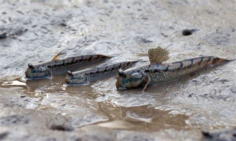 Mudskippers Are Amphibious Fish Mudskippers Use Their