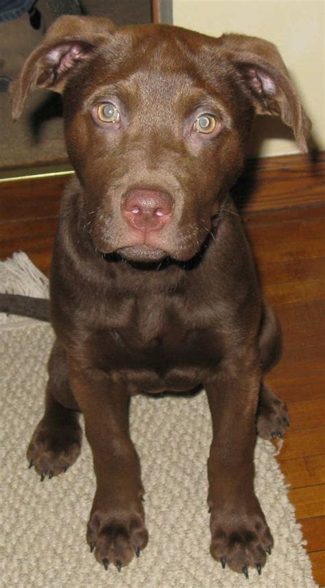 Chocolate Lab Pit Mix Puppies Red Nose Pitbull Lab Mix Dog Gallery