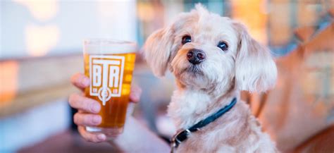 You Can Bring Your Dog Pet Friendly Restaurants And Bars Around Baton