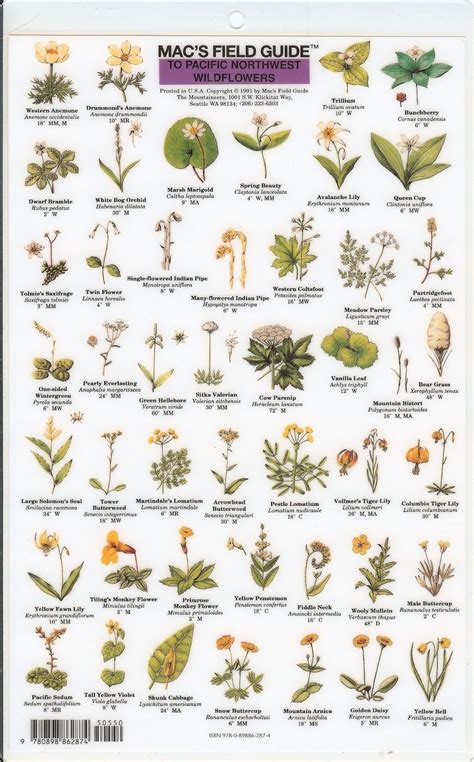 Field Guide To North American Plants