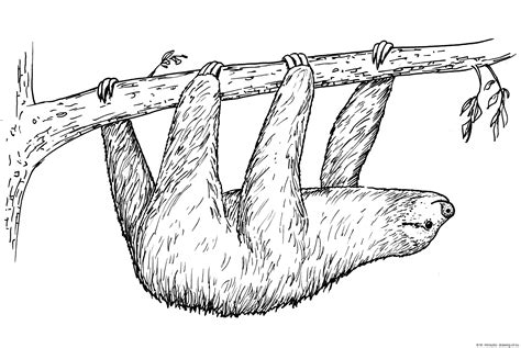 Drawing Of Sloth Line Art Illustrations