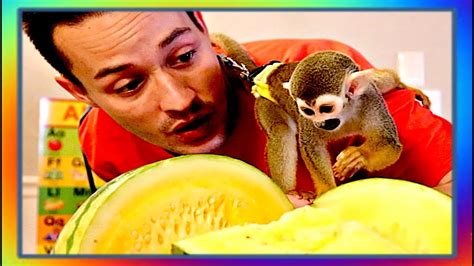 Baby Squirrel Monkey Ollie Loves First Time Yummy Yellow Watermelon